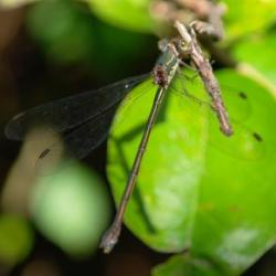 Lestes parvidens